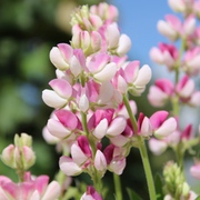 Duftpflanzen Duftpflanzen